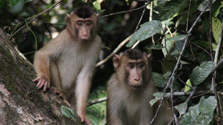 Animal Parks, Kuala Lumpur