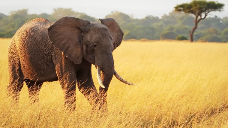 Safari, Durban