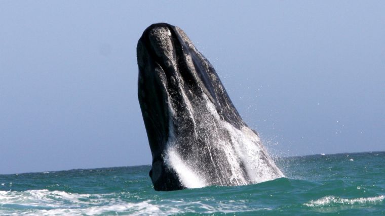 Whale Watching, Hermanus