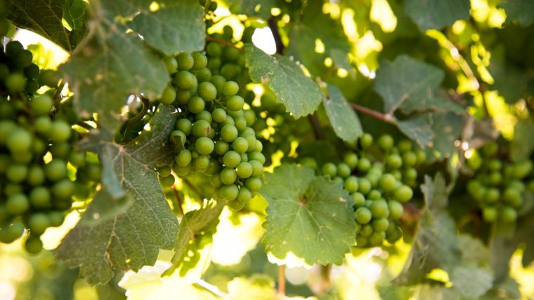 Wine Tasting, Ontario