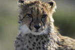 Filmstrip image 11