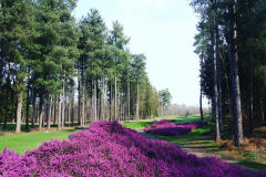 Golf Du Champ De Bataille
