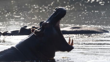 Kruger National Park