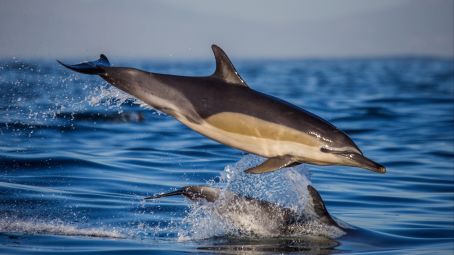 Dolphin Watching, Hermanus