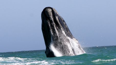 Whale Watching, Hermanus