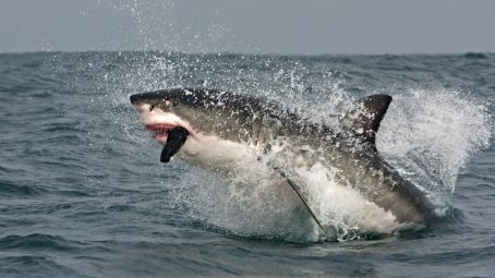 Shark Cage Diving, Hermanus